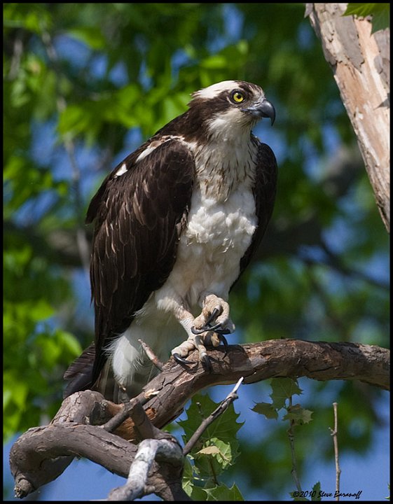 _0SB9180 osprey.jpg